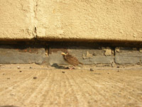 Street